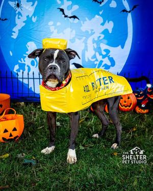 Bristol AVAILABLE, Pit Bull Terrier, adult, available for adoption