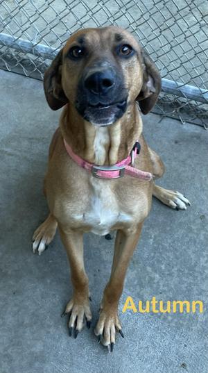 A brown dog with a pink collar sitting on a concrete surface, looking up at the camera. The name "Autumn" is written in yellow text at the bottom right corner of the image.