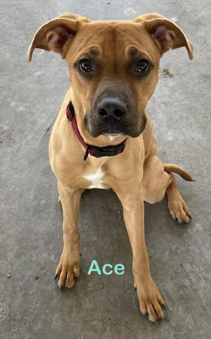 Ace AVAILABLE, Black Mouth Cur, young, available for adoption