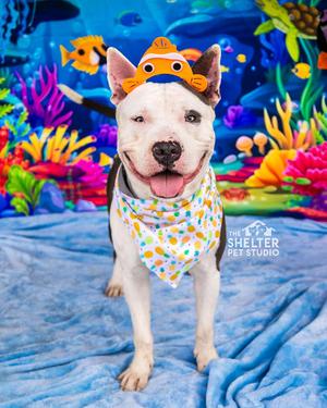 Barry AVAILABLE, American Bully / Bull Terrier, young, available for adoption