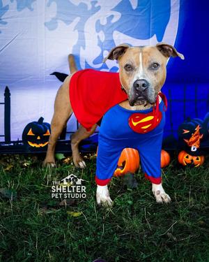 Hercules AVAILABLE, Pit Bull Terrier, adult, available for adoption