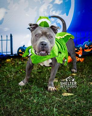 Hamilton/ Zoe AVAILABLE, Pit Bull Terrier, senior, available for adoption