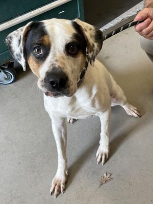 Chance AVAILABLE, Hound, young, available for adoption