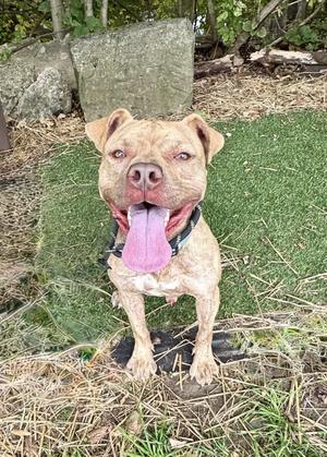 A happy brown dog with a pink tongue sticking out, standing on grass with a stone wall in the background.