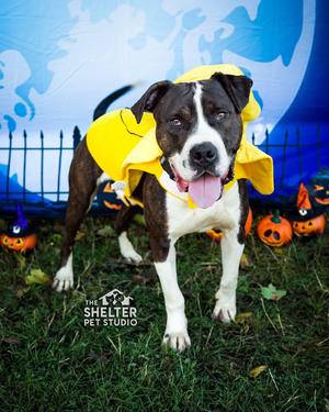 Crank AVAILABLE, American Bully, young, available for adoption
