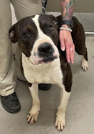 Crank AVAILABLE, American Bully, young, available for adoption