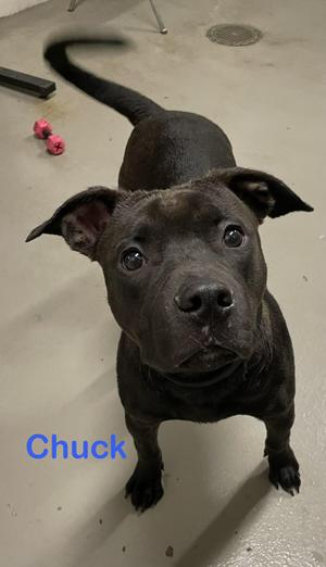 Chuck AVAILABLE, Pit Bull Terrier, young, available for adoption