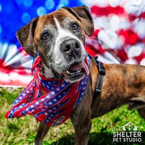 Bailey AVAILABLE, Boxer, senior, available for adoption