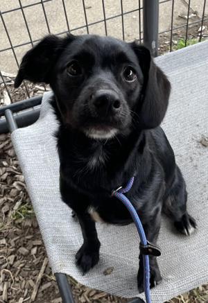 Baby Spice AVAILABLE, Black Labrador Retriever, young, available for adoption