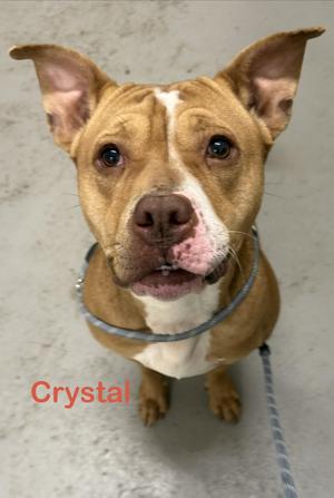 Crystal AVAILABLE, American Bully, young, available for adoption