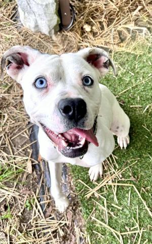 Clarice AVAILABLE, American Bully, young, available for adoption