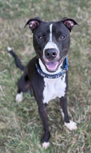 A black and white dog with a blue collar sitting on grass