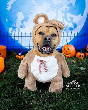 Hippy AVAILABLE, American Staffordshire Terrier, young, available for adoption