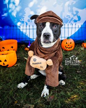 Bruno AVAILABLE, American Staffordshire Terrier, adult, available for adoption