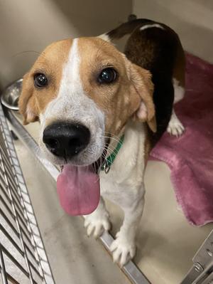 Briggs ADOPTED, Beagle, adult, available for adoption