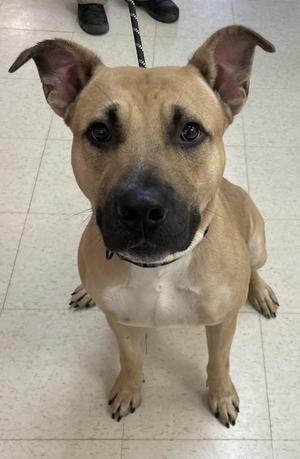 A tan-colored mixed-breed dog with a black muzzle sitting on a tiled floor.