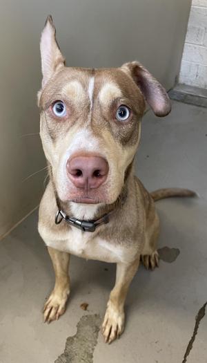 A brown dog with blue eyes sitting on a concrete floor, wearing a black collar.