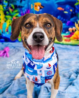 Graham ADOPTED, Beagle, young, available for adoption