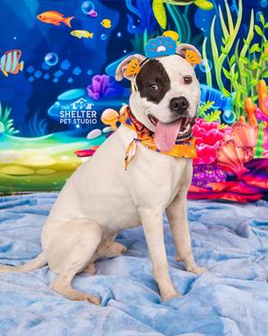 Deniro AVAILABLE, Pit Bull Terrier, adult, available for adoption