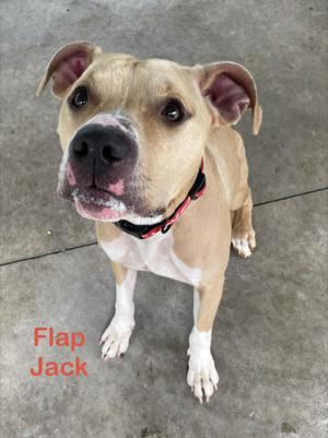 A light brown dog with a white chest and paws, wearing a red collar, sitting on a concrete surface. The dog has a black nose and is looking up with its mouth slightly open. The text "Flap Jack" is written in red on the left side of the image.