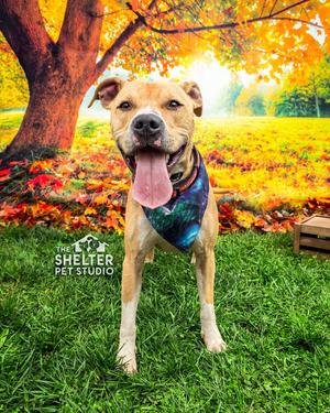 Flap Jack AVAILABLE, Pit Bull Terrier, adult, available for adoption
