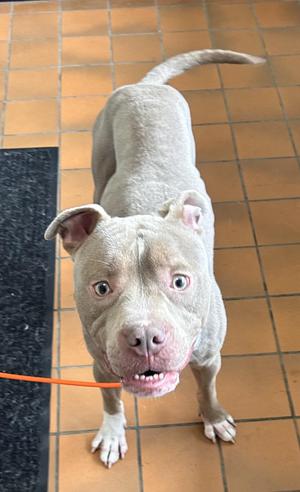 Farley AVAILABLE, Pit Bull Terrier, young, available for adoption