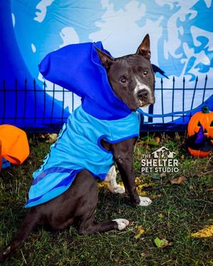 Amherst AVAILABLE, American Staffordshire Terrier / Akita, adult, available for adoption
