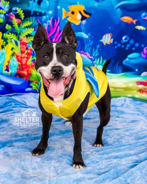 Firecracker AVAILABLE, American Staffordshire Terrier, young, available for adoption