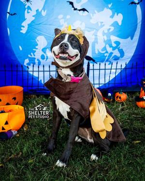 Firecracker AVAILABLE, American Staffordshire Terrier, young, available for adoption