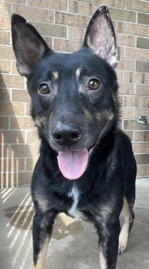 Bruce AVAILABLE, Shepherd, adult, available for adoption