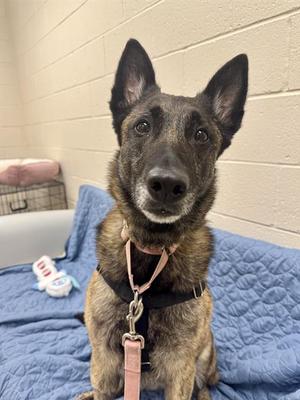 DESDAMONA, Dutch Shepherd, senior, available for adoption