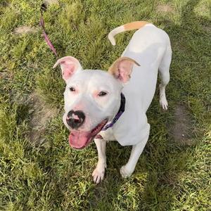 AKASHA, Pit Bull Terrier, adult, available for adoption