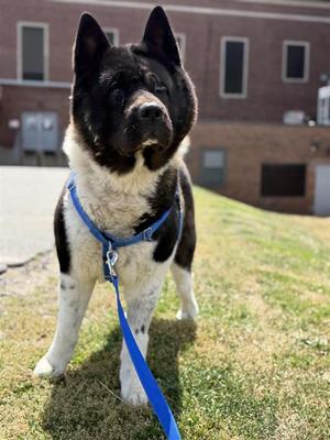KOBE, Akita, senior, available for adoption