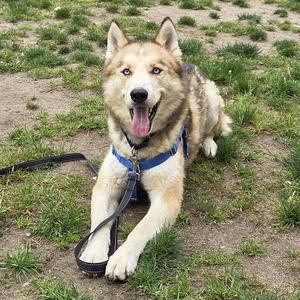 ARTHUR, Siberian Husky, adult, available for adoption