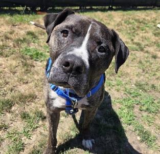 BRUNO, Pit Bull Terrier, adult, available for adoption
