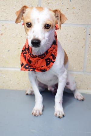 26-472D Blocks, Terrier Mix, adult, available for adoption