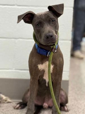26-491D Market, Pit Bull Terrier Mix, young, available for adoption
