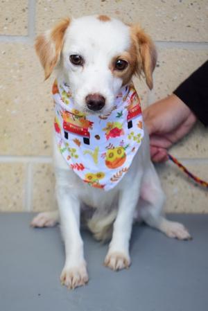 A small white dog with brown ears and a colorful bandana, sitting on a gray surface with a person's hand holding its leash.