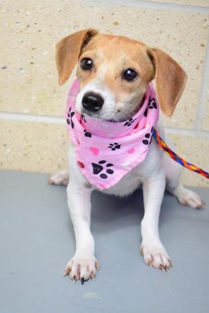 A small dog wearing a pink bandana with black paw prints, sitting on a gray surface.
