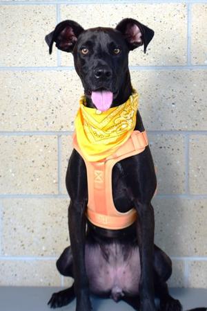 25-577D Amaya, Great Dane Mix, adult, available for adoption