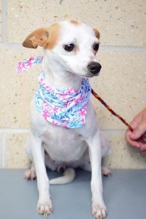 A small white and tan dog wearing a colorful bandana, sitting on a gray surface with a person holding its leash.