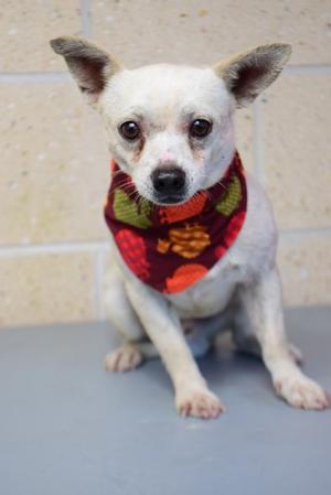 26-484D Nano, Chihuahua - Smooth Coated Mix, adult, available for adoption