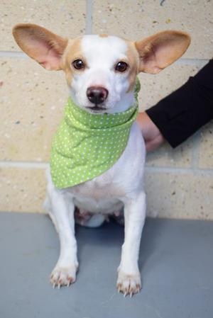 26-486D Bella, Terrier Mix, adult, available for adoption