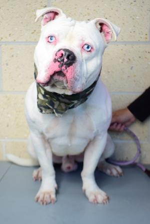 26-457D Weezy, Bulldog Mix, adult, available for adoption