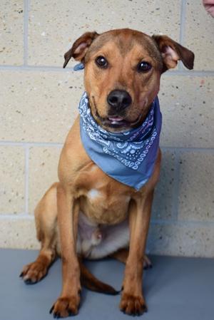26-172D Gator, Golden Retriever Mix, young, available for adoption