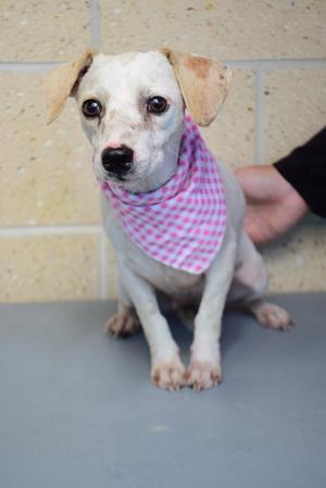 A small white dog wearing a pink and white checkered bandana, sitting on a gray surface with a person's hand petting its back.