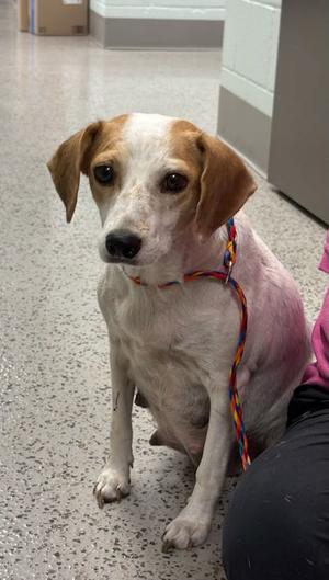 26-455D Nina, Mixed Breed, adult, available for adoption