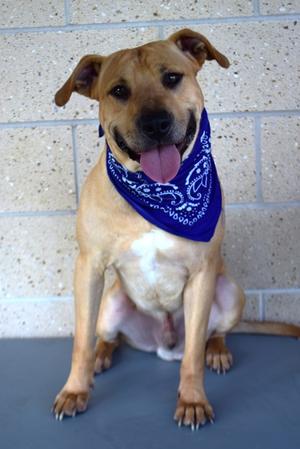 26-403D Gilbert Dogfried, Labrador Retriever and Black Mouth Cur, young, available for adoption