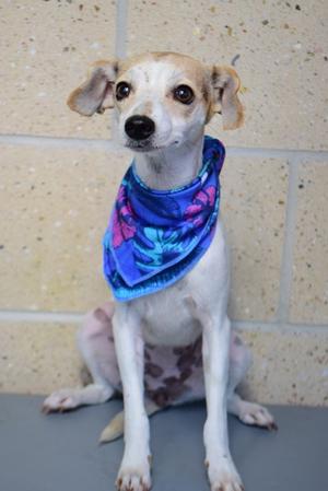 26-474D Betty, Terrier Mix, young, available for adoption