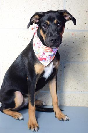 26-327D Flower, German Shepherd Dog Mix, puppy, available for adoption